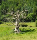 Dead tree, bright sunlight, eerie shadow.