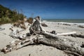 Dead tree brought ashore at Tauparikaka Marine Reserve, New Zealand Royalty Free Stock Photo