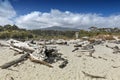 Dead tree brought ashore at Tauparikaka Marine Reserve, New Zealand Royalty Free Stock Photo