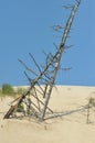 Dead tree buried in the dunes. The sand in the desert in the Slowinski National Park, Tourism. Royalty Free Stock Photo