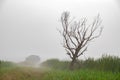 Dead tree bush outback scene Royalty Free Stock Photo