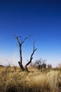 Dead Tree in Bushveld Royalty Free Stock Photo