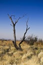 Dead Tree in Bushveld Royalty Free Stock Photo