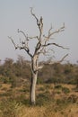 Dead tree in the bushveld Royalty Free Stock Photo