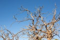 Dead tree in Canyonlands against a blue sky Royalty Free Stock Photo