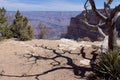 A dead tree casts a strange shadow at the Grand Canyon, Arizona. Royalty Free Stock Photo