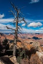 Dead tree on cliffs at Grand Canyon National Park, Arizona. Royalty Free Stock Photo