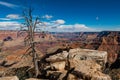 Dead tree on cliffs at Grand Canyon National Park, Arizona. Royalty Free Stock Photo