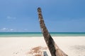 Dead tree (coconut ) on white beach