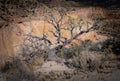 Dead tree and colorful cliff at Ghost Ranch, New Mexico