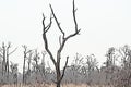 Dead tree contrasted agains light overcast sky