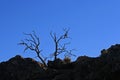 DEAD TREE CONTRASTED AGAINST BLUE SKY