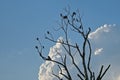 Dead tree with cormorant nests