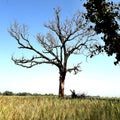 A dead tree in countryside