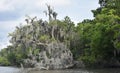 Dead Tree Covered in Spanish Moss in the Bayou Royalty Free Stock Photo