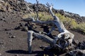 Dead tree at Craters of the moon National Park. Idaho. USA. Royalty Free Stock Photo