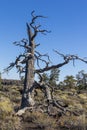 Dead tree at Craters of the moon National Park. Idaho. USA.