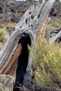 Dead tree at Craters of the moon National Park. Idaho. USA. Royalty Free Stock Photo