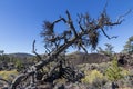 Dead tree at Craters of the moon National Park. Idaho. USA.