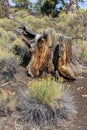 Dead tree at Craters of the moon National Park. Idaho. USA.