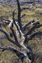 Dead tree at Craters of the moon National Park. Idaho. USA.