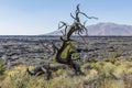 Dead tree at Craters of the moon National Park. Idaho. USA. Royalty Free Stock Photo