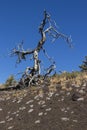 Dead tree at Craters of the moon National Park. Idaho. USA. Royalty Free Stock Photo