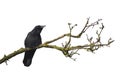 Dead tree with crow Royalty Free Stock Photo