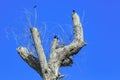 Dead tree with crows Royalty Free Stock Photo