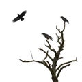 Dead tree and crows Royalty Free Stock Photo