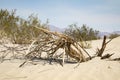 Dead Tree Royalty Free Stock Photo