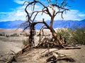 Dead tree Death Valley Royalty Free Stock Photo