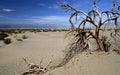 Dead Tree. Death Valley, California, USA