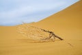 Dead tree in desert Royalty Free Stock Photo