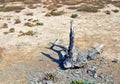 Dead tree in desert Royalty Free Stock Photo