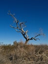 Dead Tree in a Desert