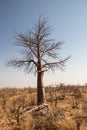 Dead Tree in Desert Landscape of Mapungubwe National Park, South Africa