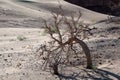 Dead tree in the desert of Mongolia Royalty Free Stock Photo
