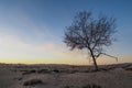 Dead tree in a desert Royalty Free Stock Photo