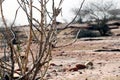 Dead tree in desert summer