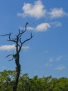 Dead Tree Design in the Sky Royalty Free Stock Photo