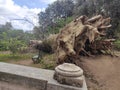 Dead tree dirt hollow roots