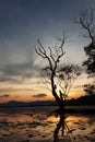 dead tree with dramatic sunset sky and clouds over mountain,tropical sea. Royalty Free Stock Photo