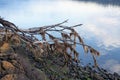 Dead tree with dried seaweed hanging from the branches