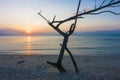 Dead Tree Driftwood and Sunset beach Royalty Free Stock Photo