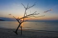 Dead Tree Driftwood and Sunset beach Royalty Free Stock Photo