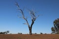 Dead Tree in a Drought Affected Field Australia