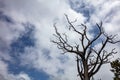 Dead tree drought against blue cloudy sky background, copy space Royalty Free Stock Photo