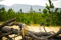Dead tree on dry land Royalty Free Stock Photo
