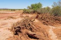 Dead tree at the dry river mud Royalty Free Stock Photo